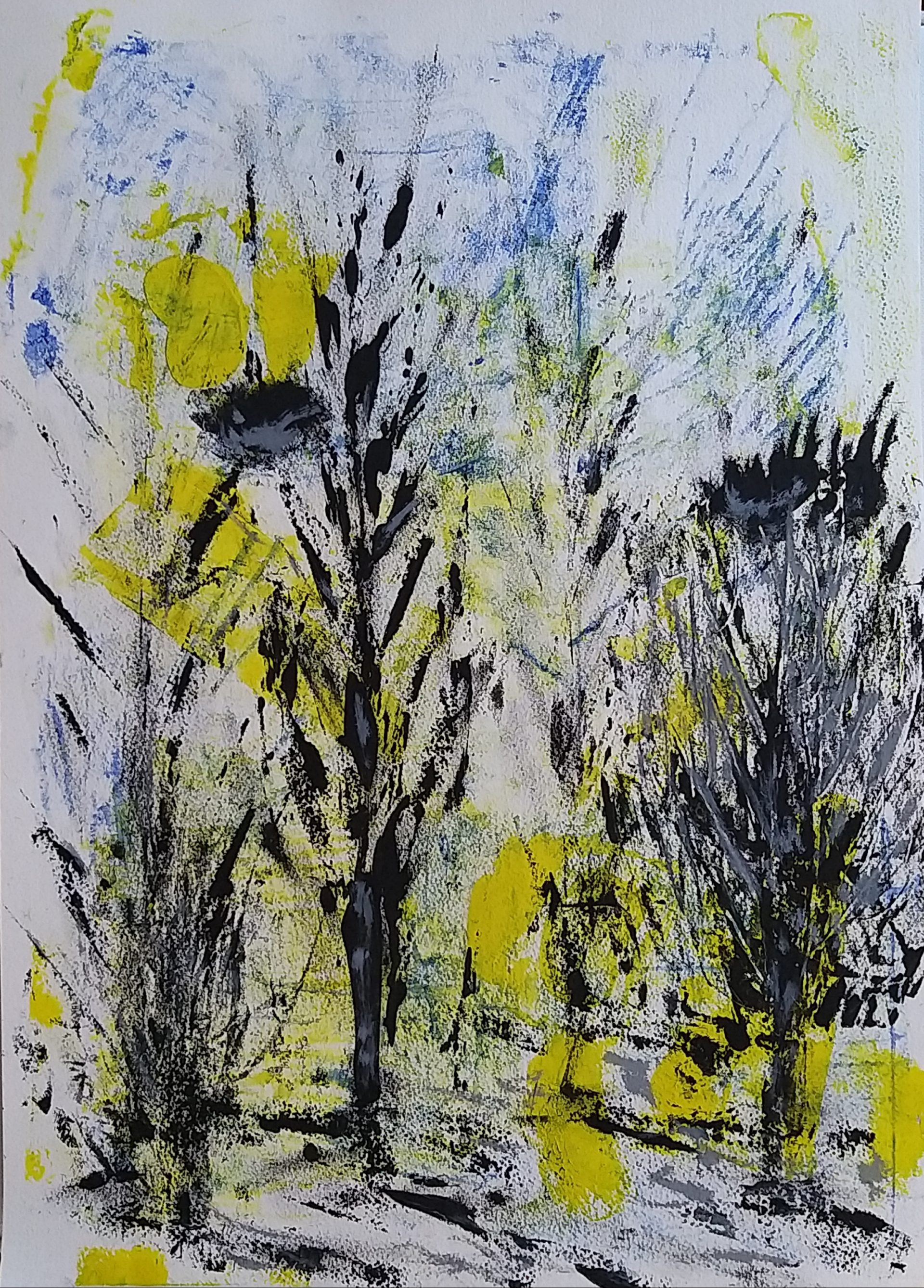 Bird nests Φωλιές πουλιών